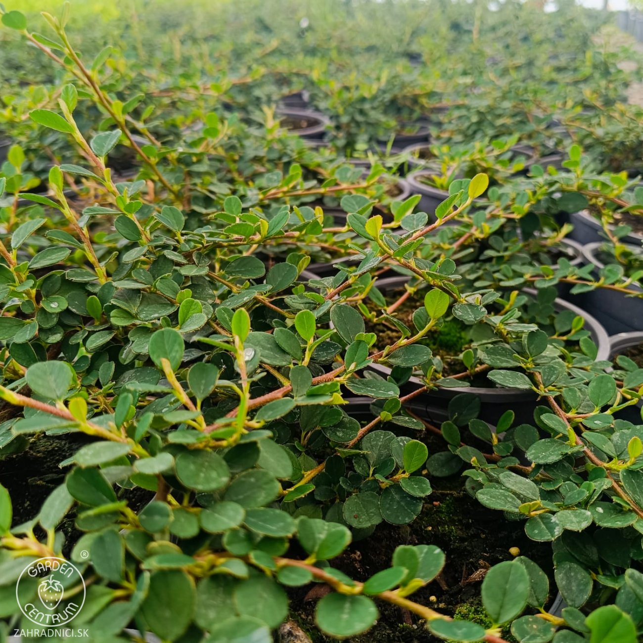 Obrázok Skalník drobnolistý (Cotoneaster procumbens) ´QUEEN OF CARPET´ - výška 10-15 cm ⌀ 10-20 cm, kont. C2L